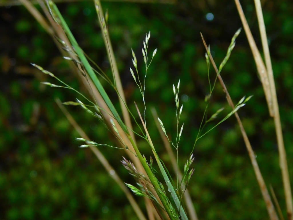 Agrostis scabra Willd.