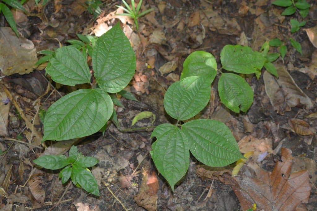 Dioscorea hispida Dennst.
