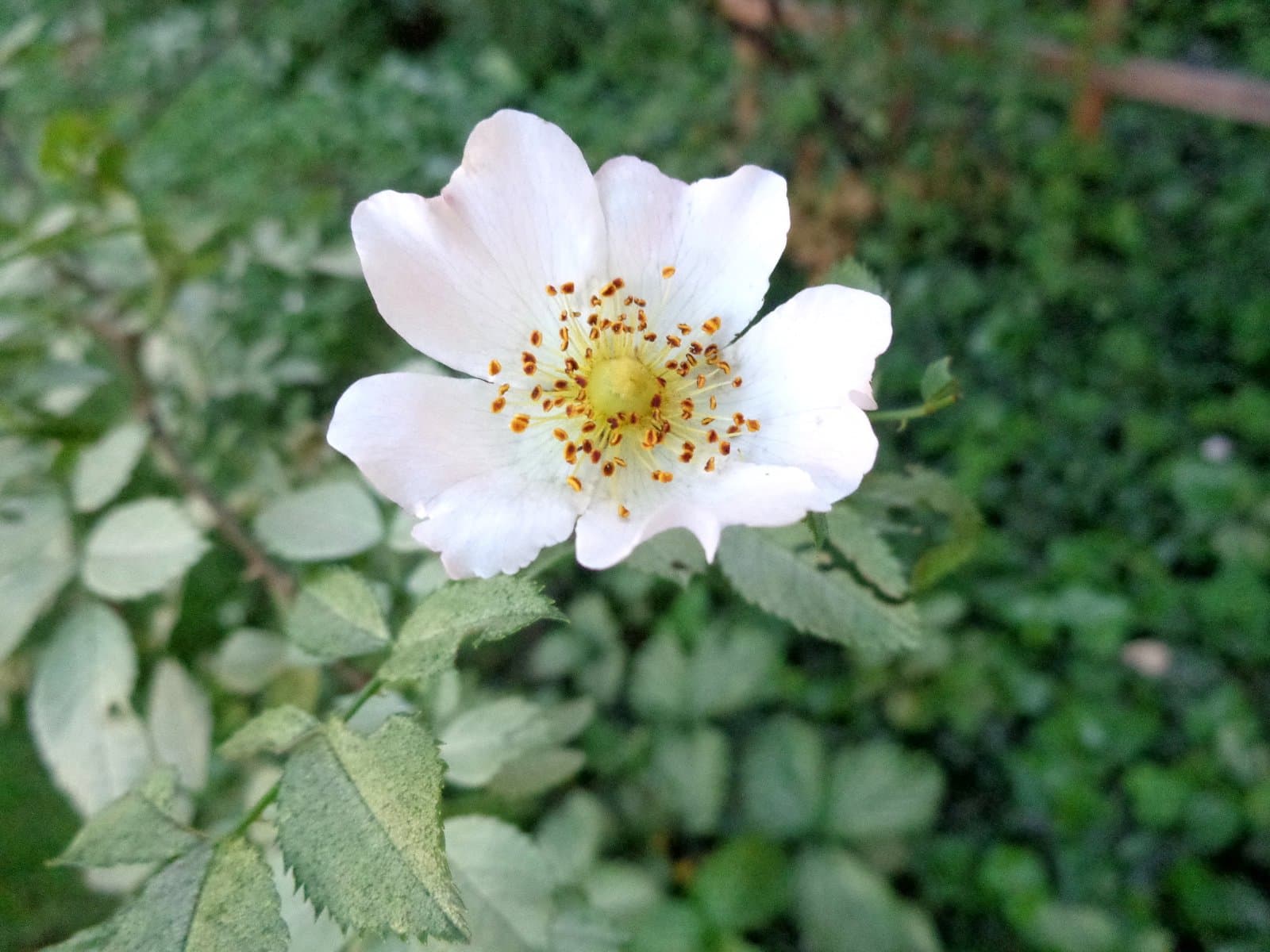 Rosa corymbifera Borkh.