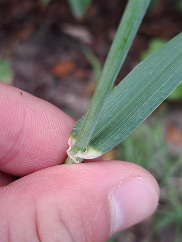 Hordeum distichon L.