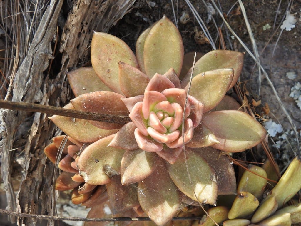 Echeveria coppii Moran ex Gideon F.Sm. & Bischofb.