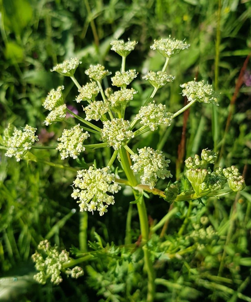 Lithosciadium multicaule Turcz.