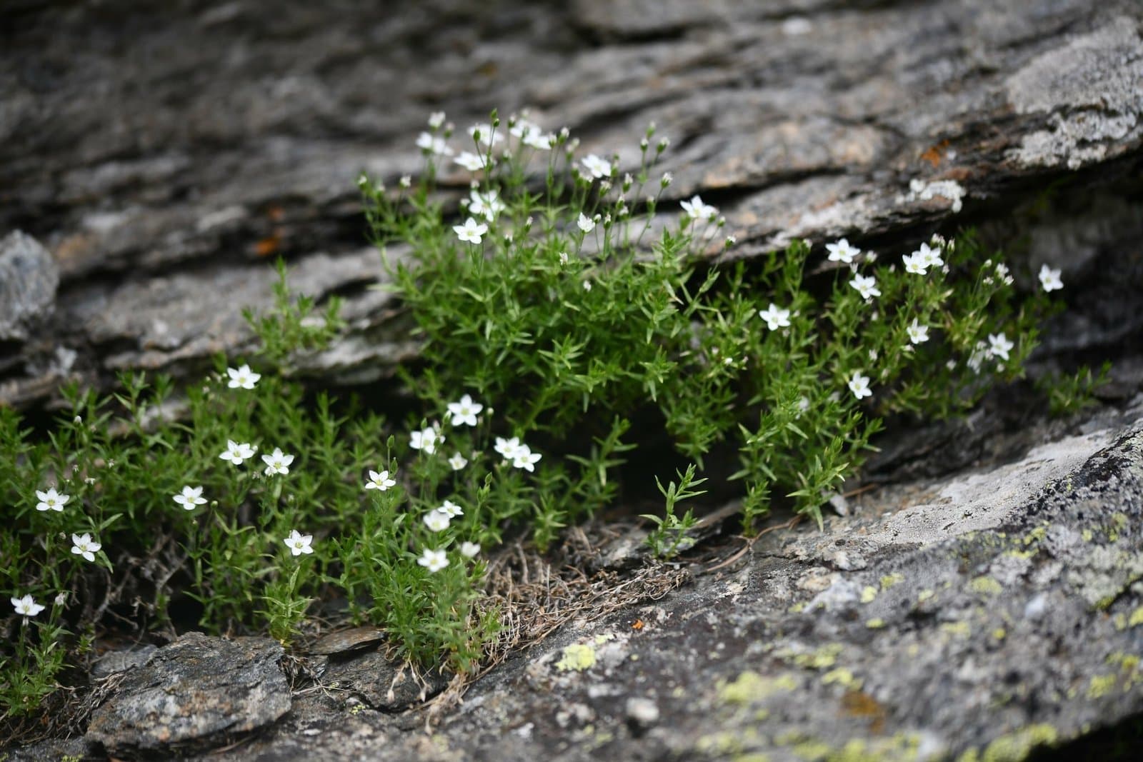 Facchinia lanceolata (All.) Rchb.