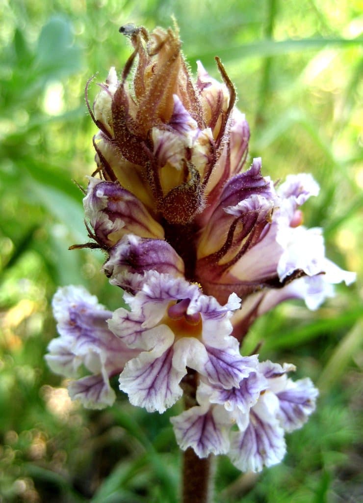 Orobanche crenata Forssk.