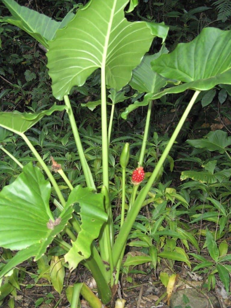 Alocasia brisbanensis (F.M.Bailey) Domin
