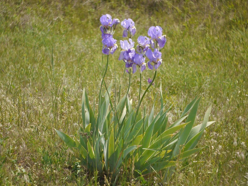 Iris pallida Lam.