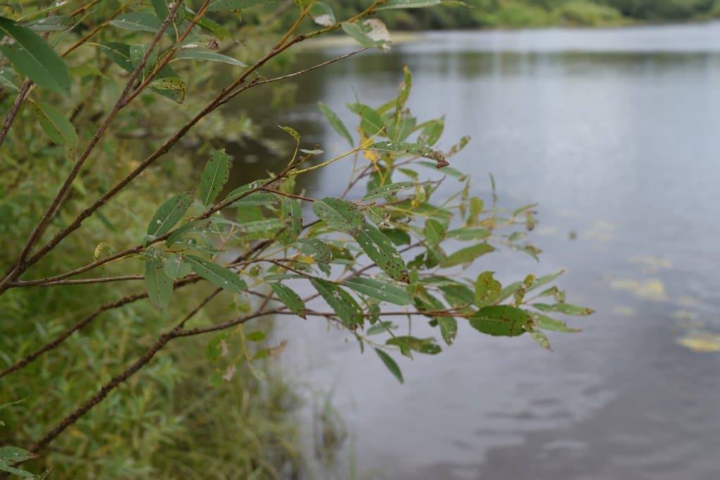 Salix triandra L.