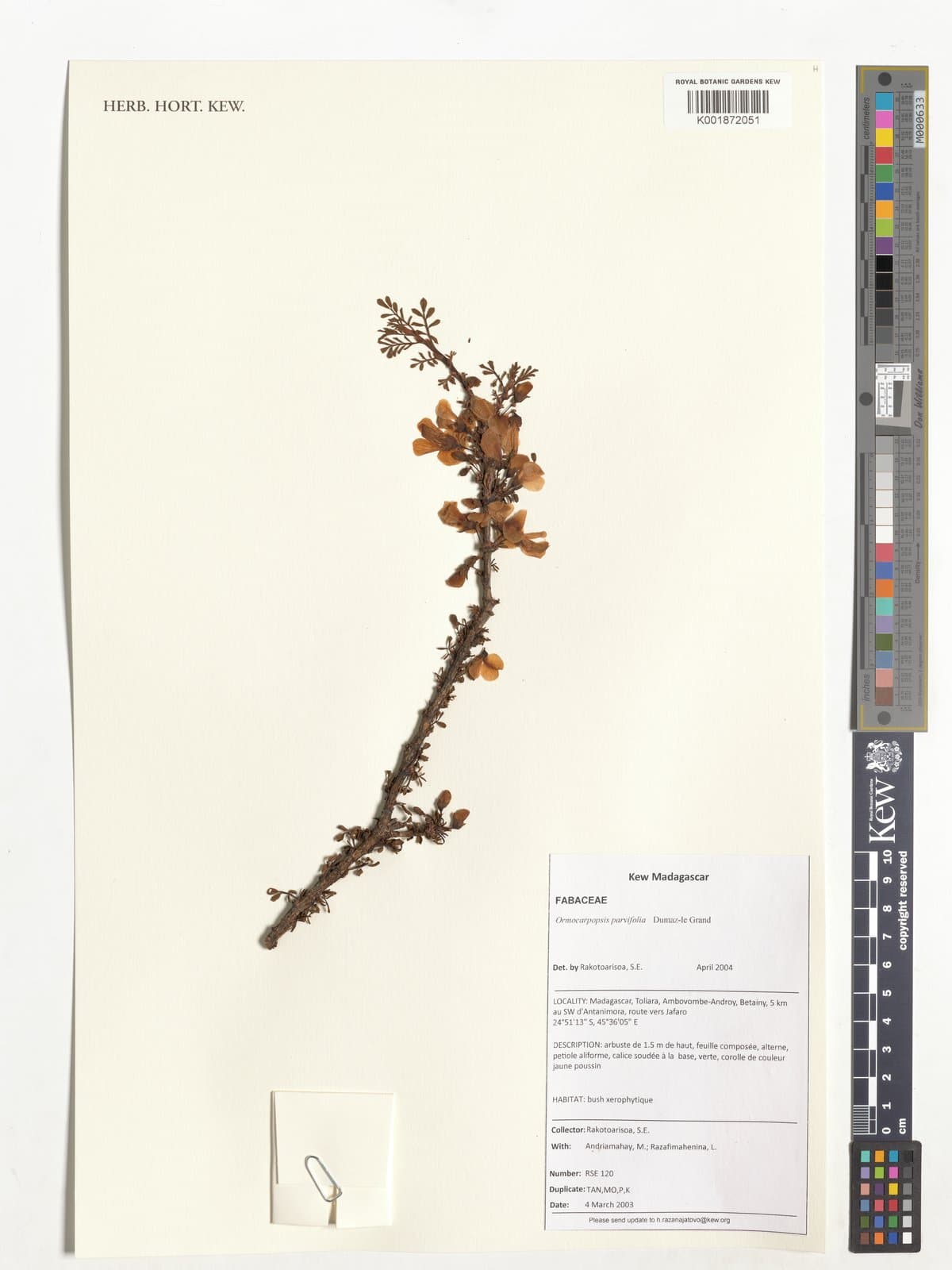 Ormocarpopsis parvifolia Dumaz-le-Grand