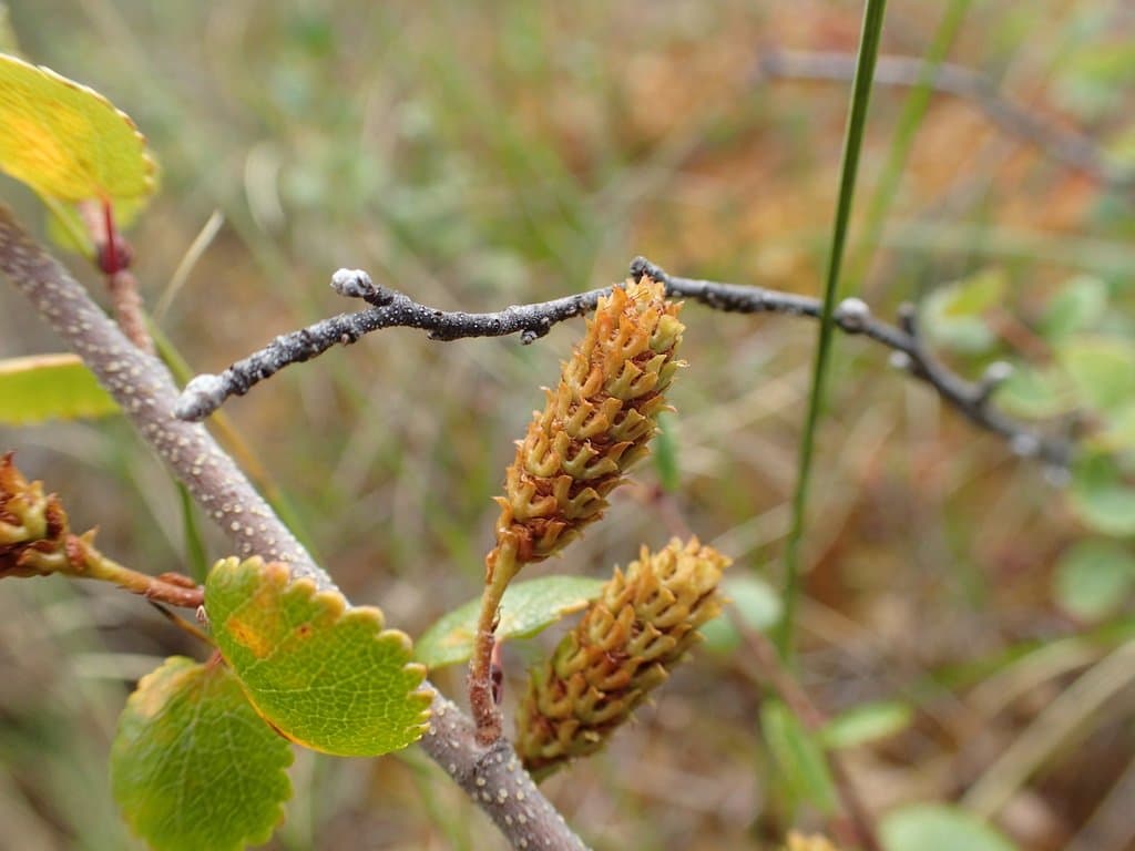 Betula nana L.