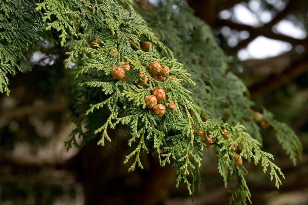 Chamaecyparis obtusa (Siebold & Zucc.) Endl.
