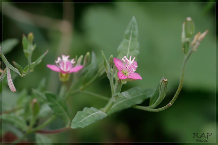 Oenothera rosea Aiton