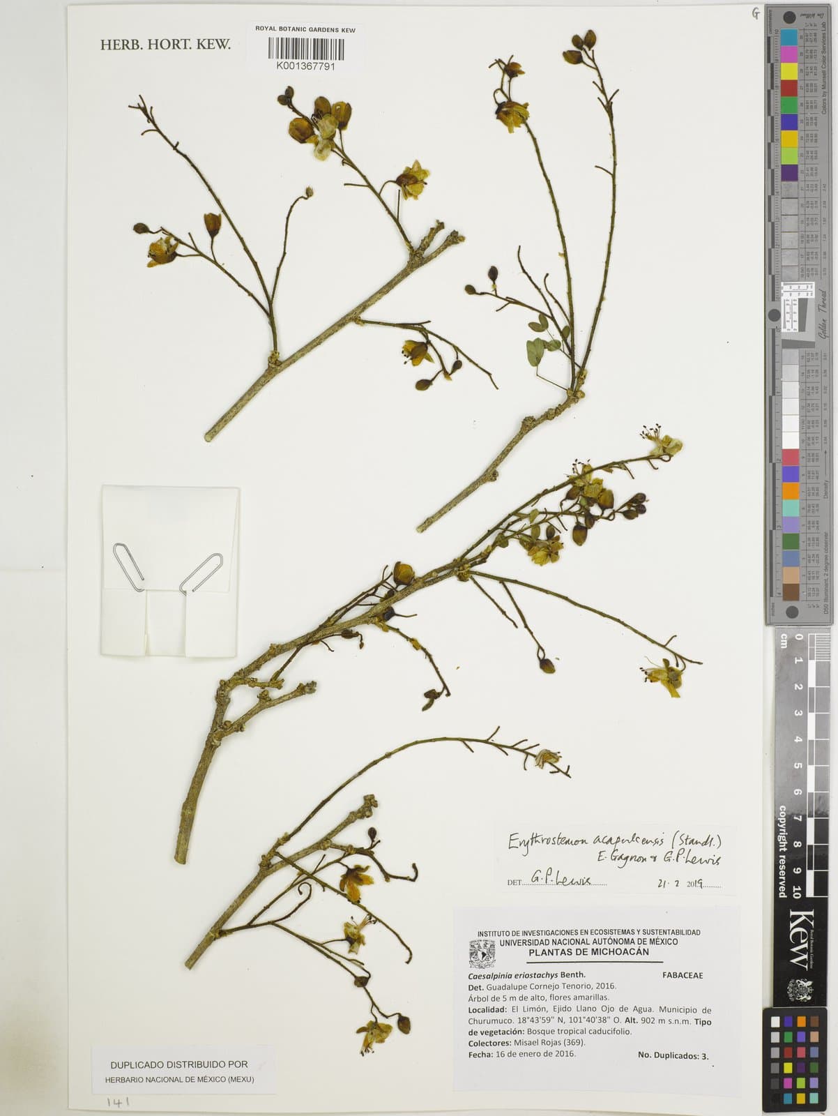 Erythrostemon acapulcensis (Standl.) Gagnon & G.P.Lewis