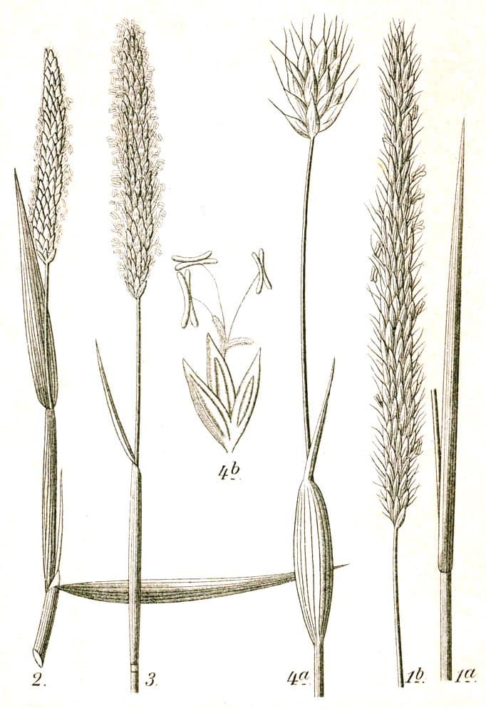 Alopecurus rendlei Eig