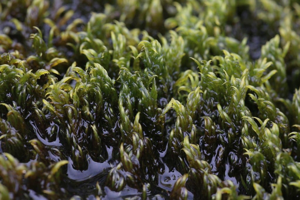 Warnstorfia fluitans (Hedw.) Loeske