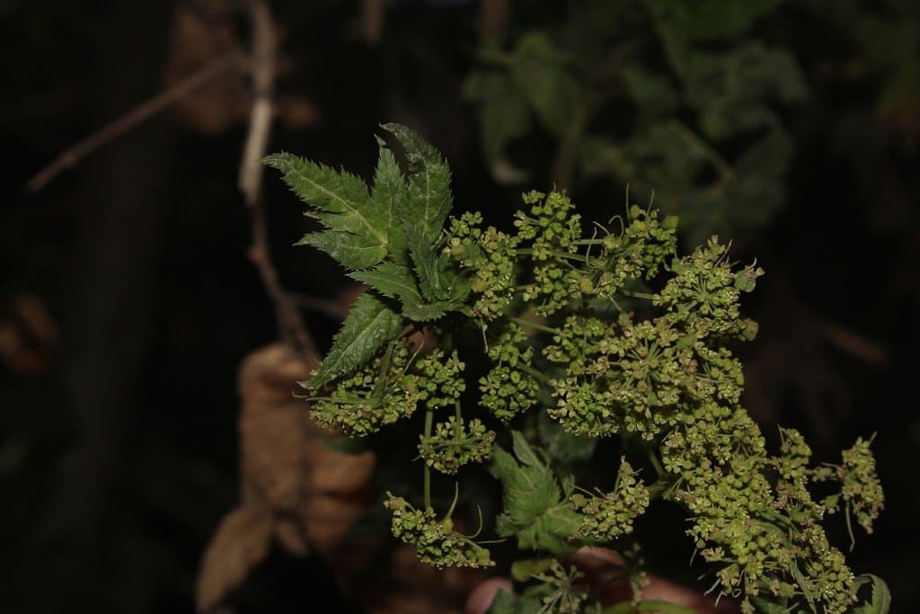 Arracacia xanthorrhiza Bancr.