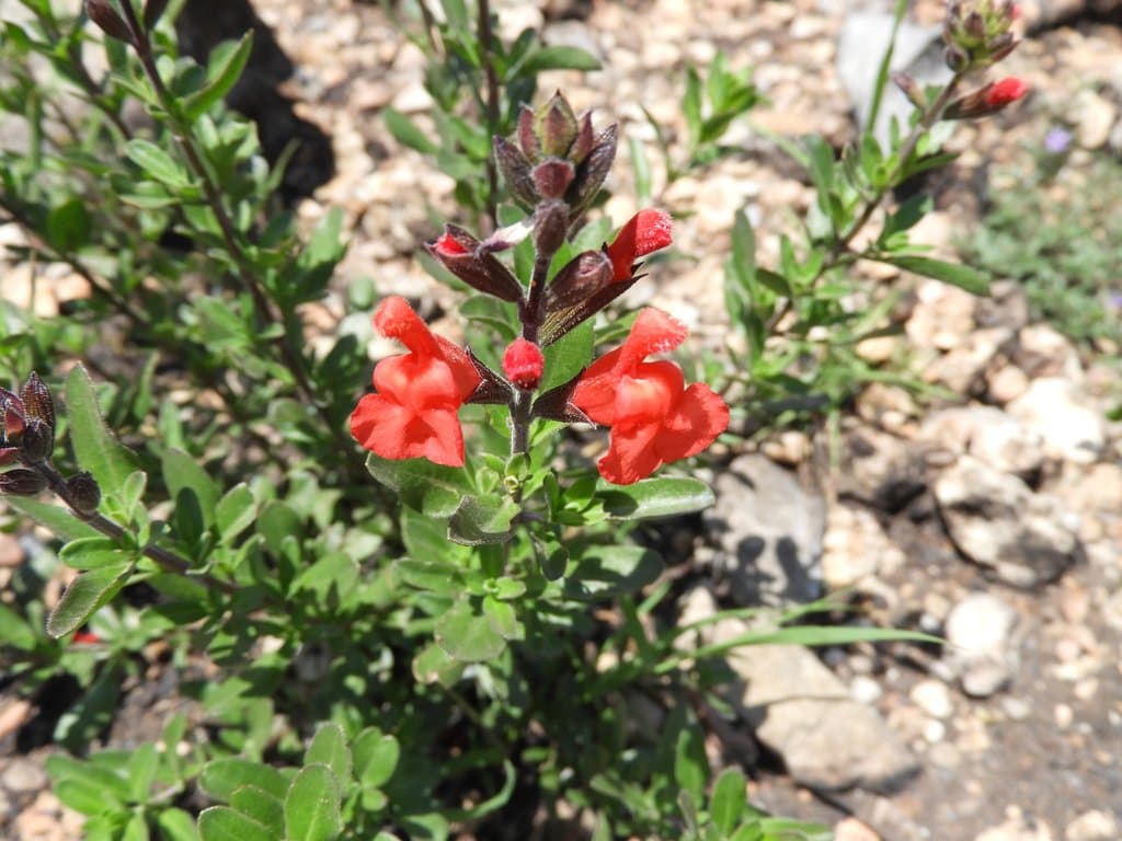 Salvia greggii A.Gray