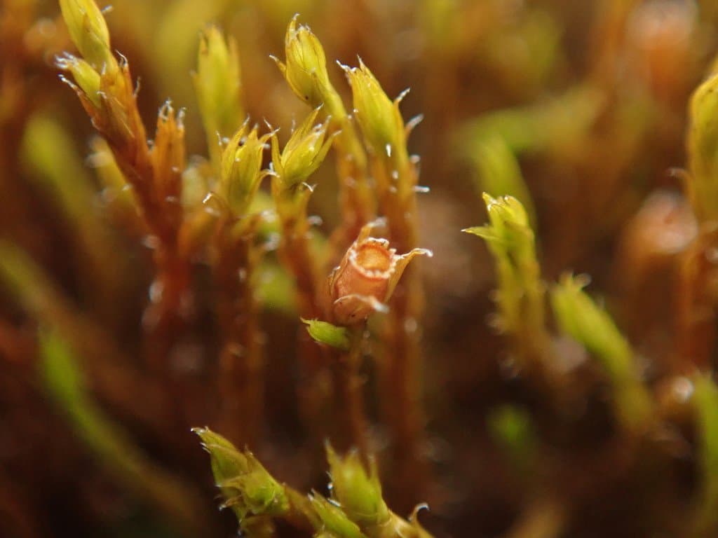 Schistidium papillosum Culm.