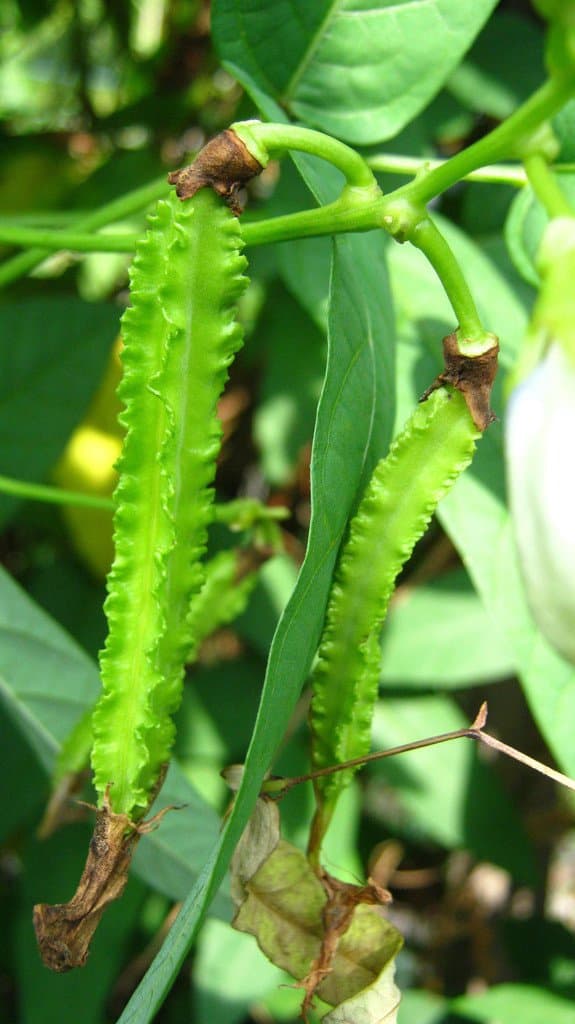 Psophocarpus tetragonolobus (L.) DC.