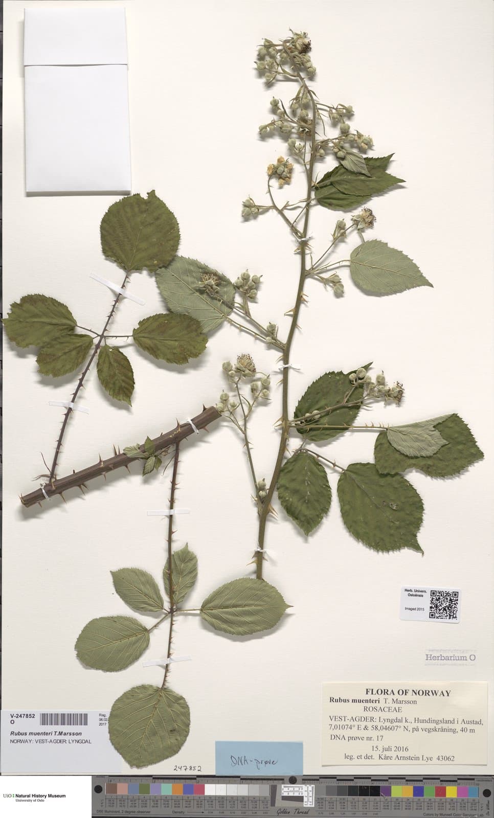Rubus muenteri T.Marsson