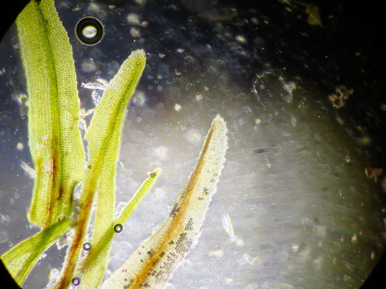 Rhabdoweisia crenulata (Mitt.) H.Jameson