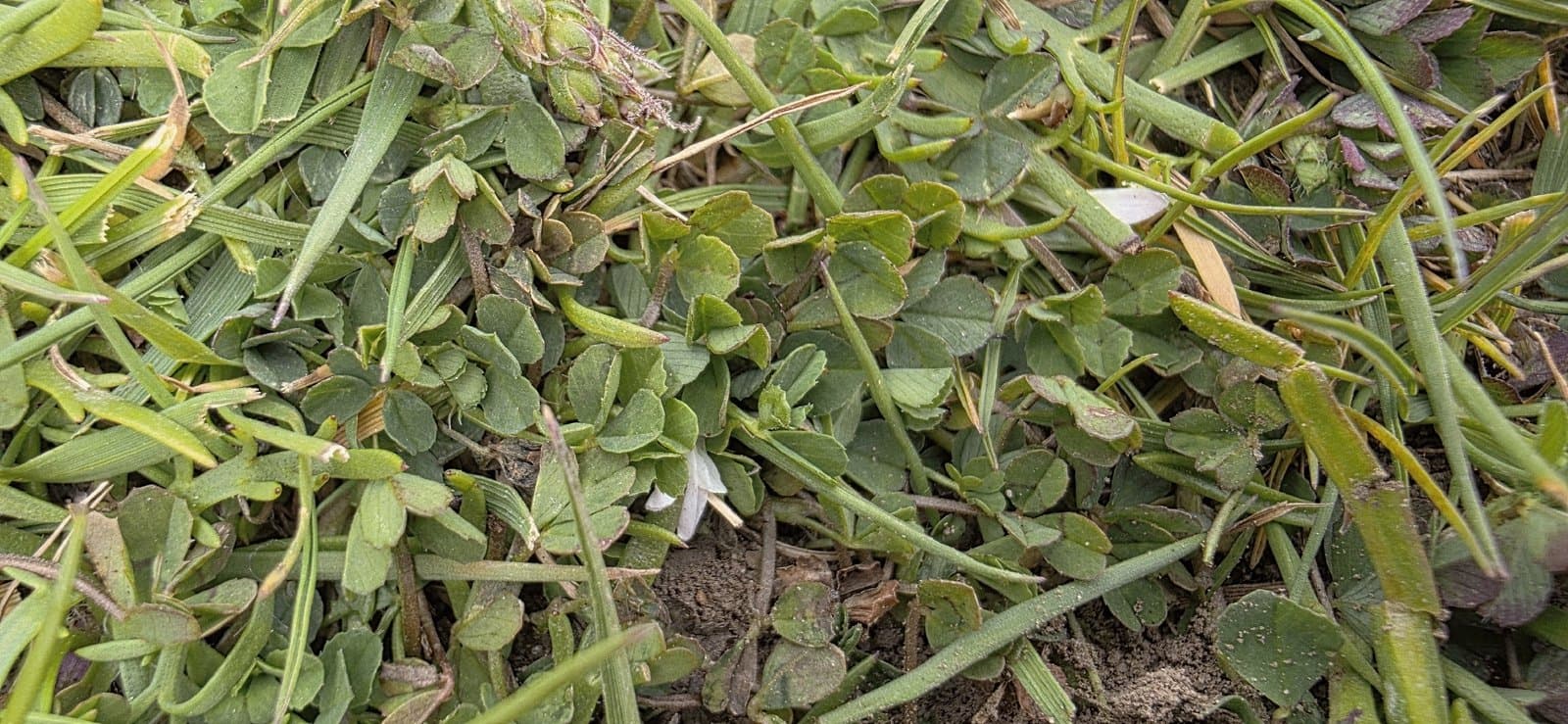 Trifolium ornithopodioides L.