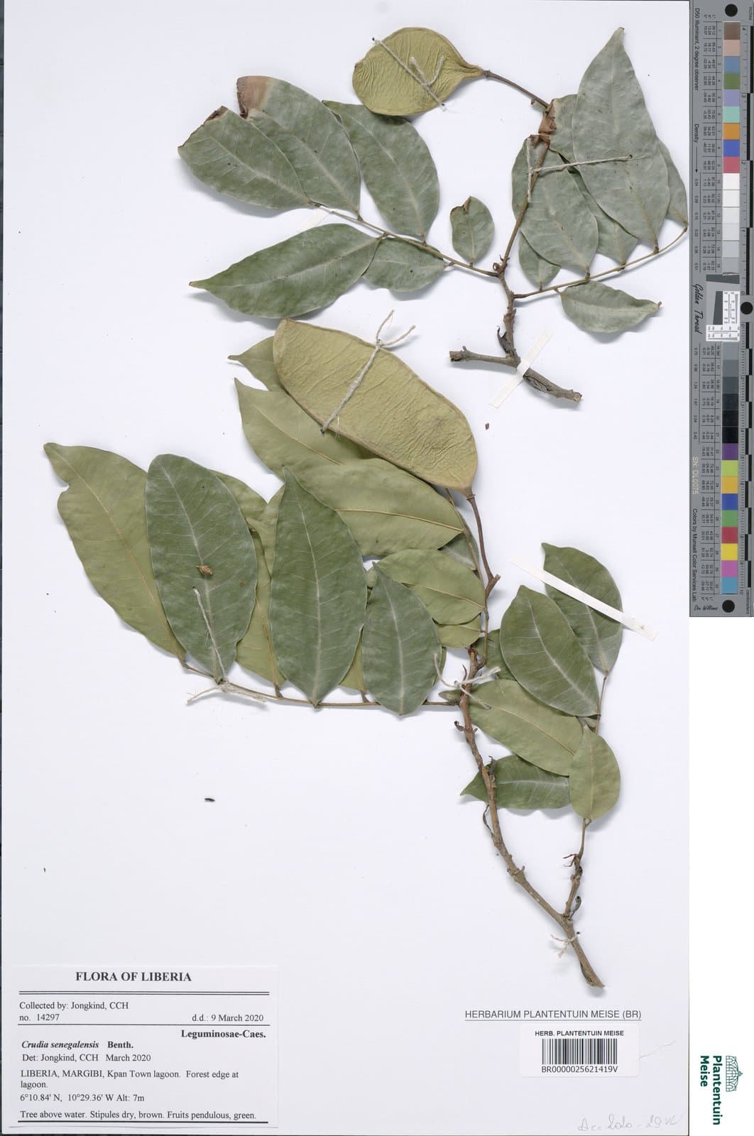 Crudia senegalensis Planch. ex Benth.
