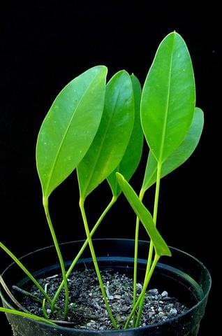 Anthurium alcatrazense Nadruz & Cath.