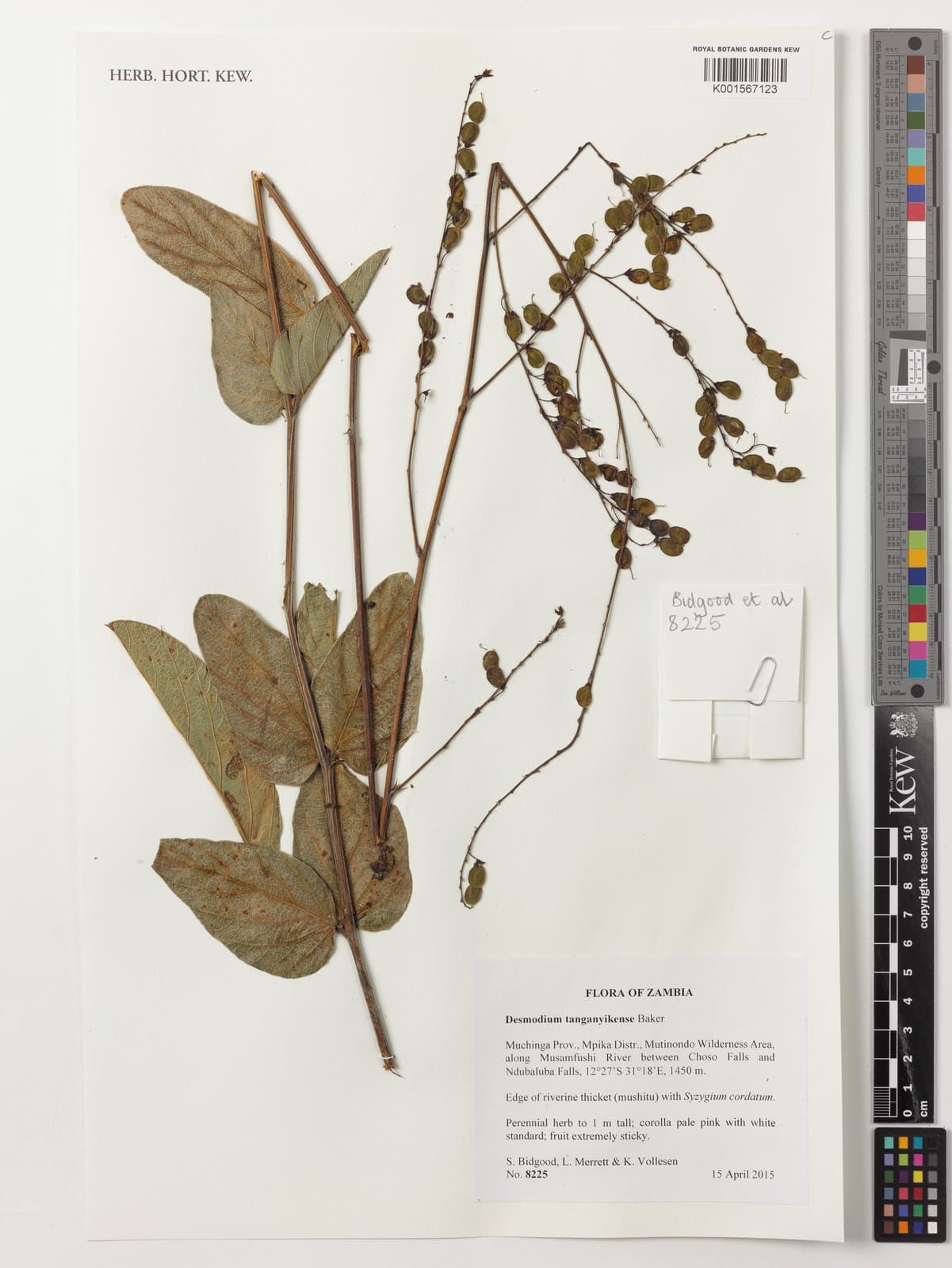 Pleurolobus tanganyikensis (Baker) H.Ohashi & K.Ohashi