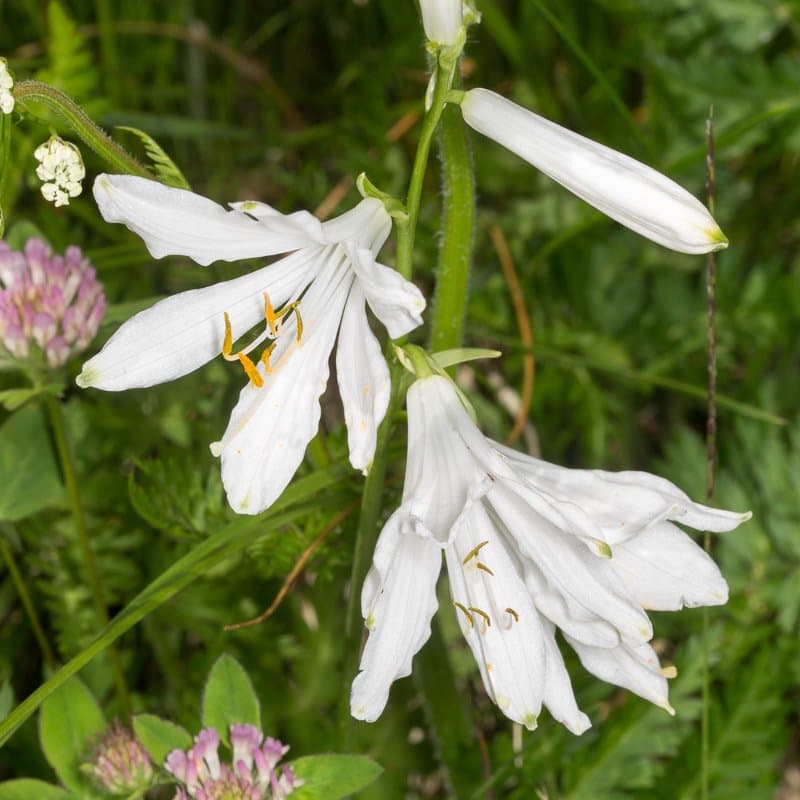 Paradisea liliastrum (L.) Bertol.
