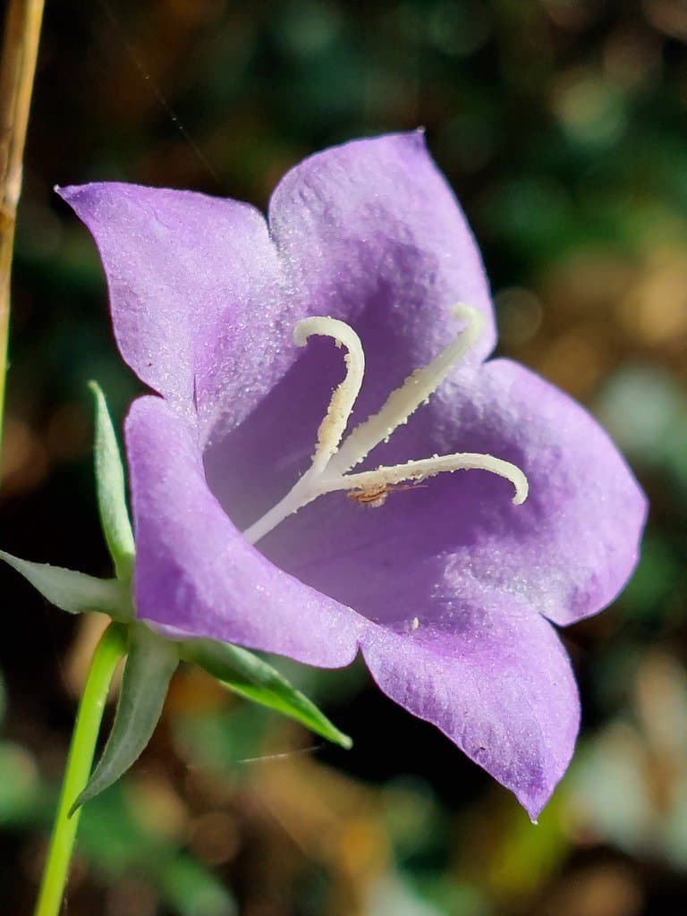 Campanula persicifolia L.