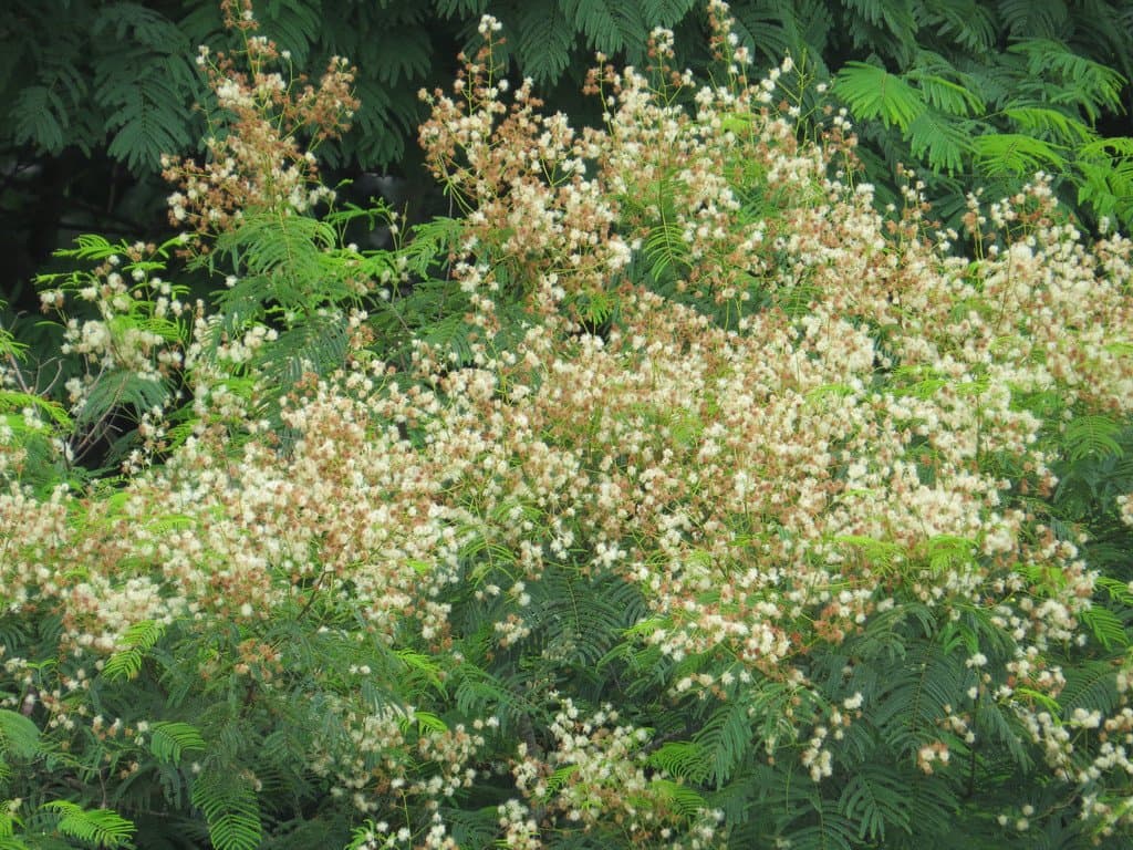 Anadenanthera colubrina (Vell.) Brenan