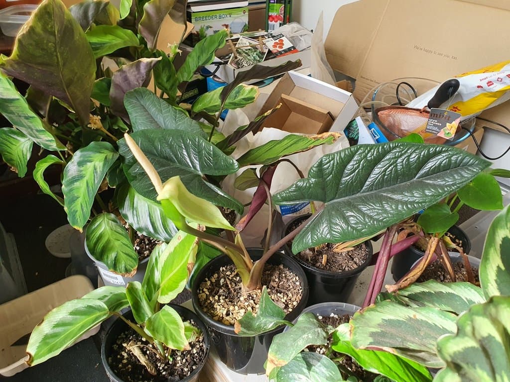 Alocasia scalprum A.Hay