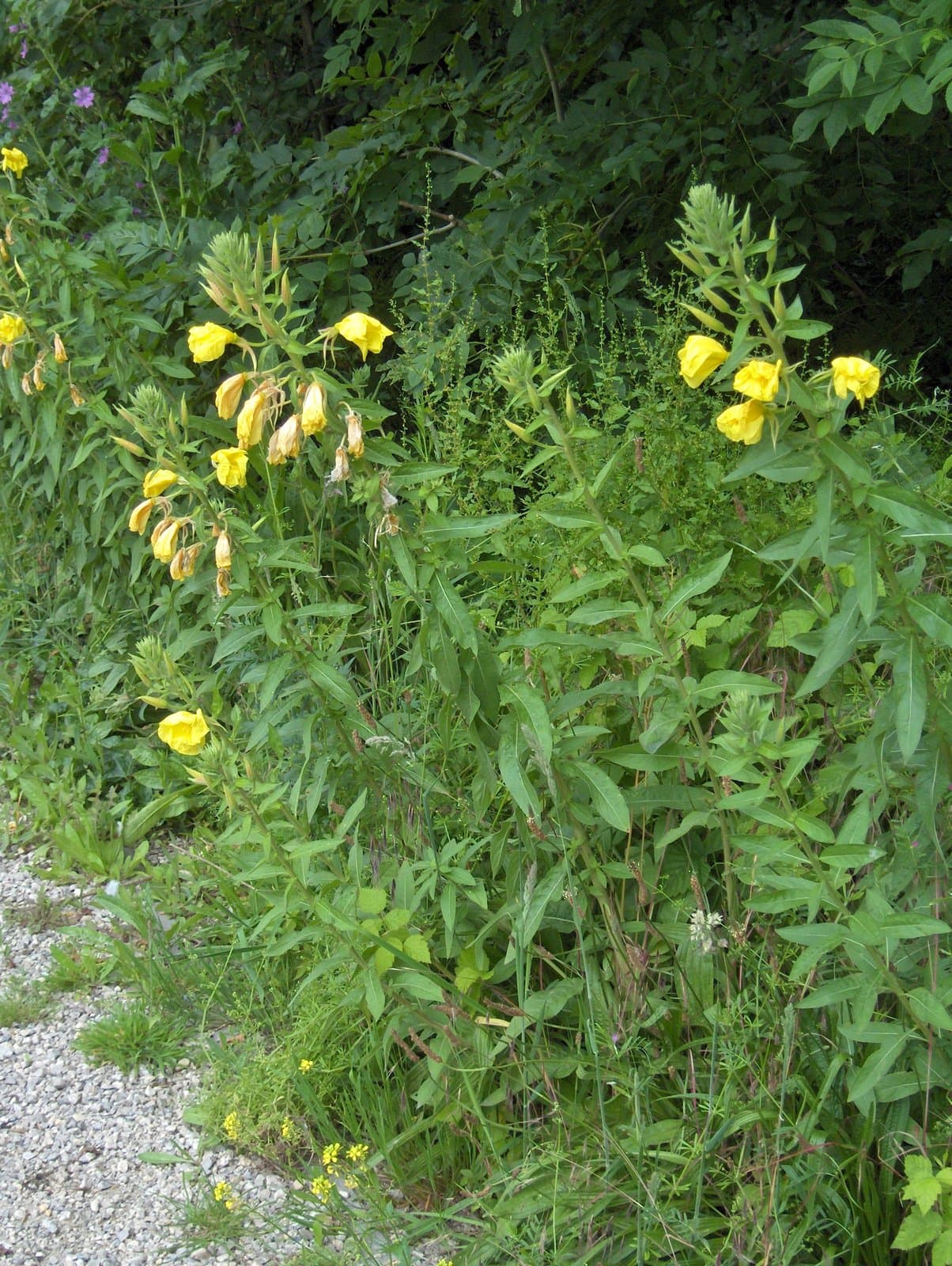 Oenothera ×fallax Renner
