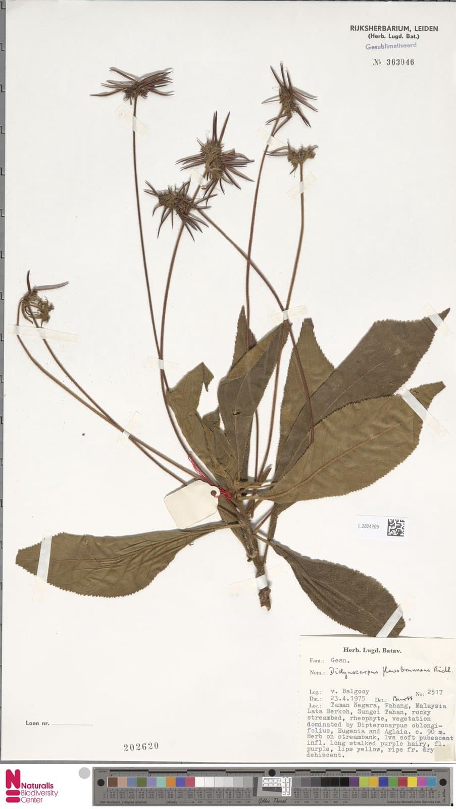 Codonoboea flavobrunnea (Ridl.) Kiew
