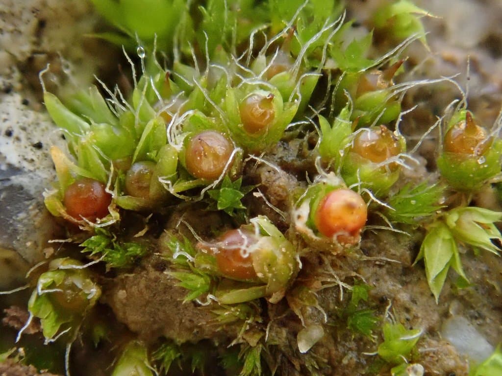 Pterygoneurum subsessile (Brid.) Jur.