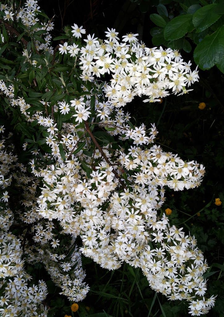 Olearia phlogopappa (Labill.) DC.
