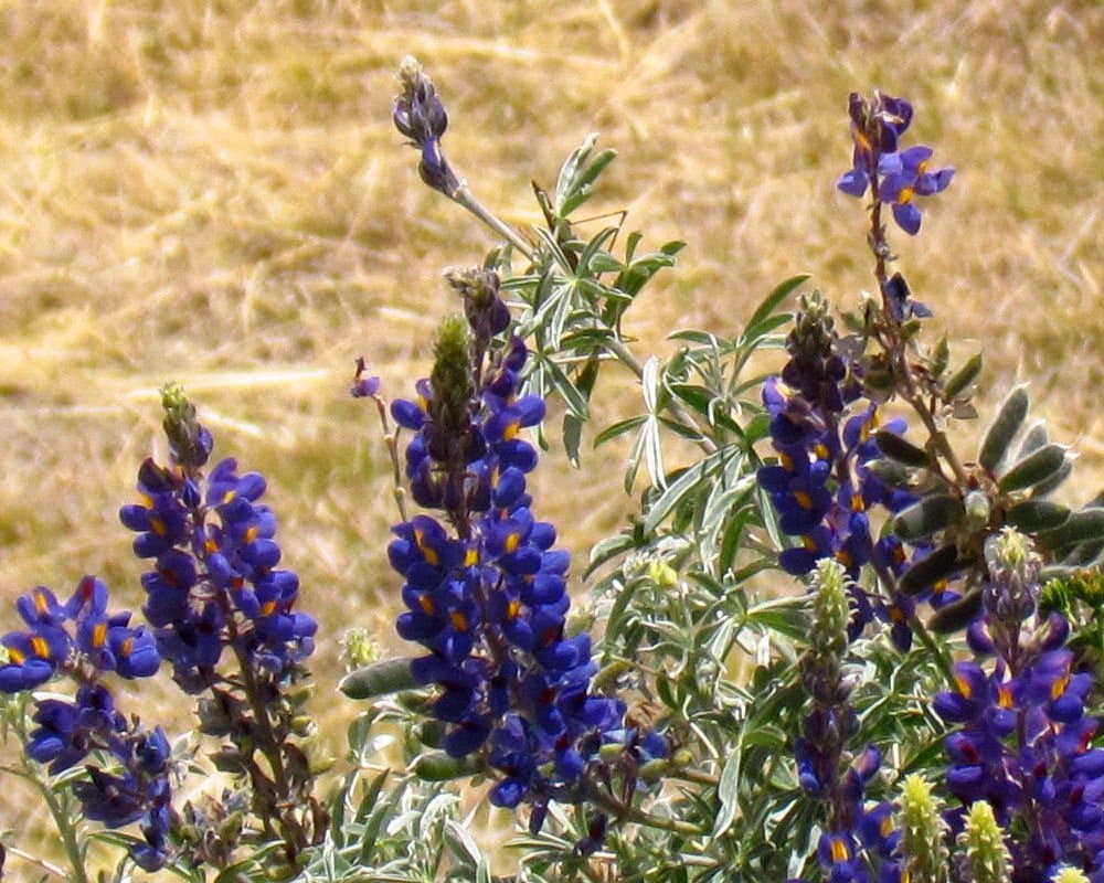 Lupinus mutabilis Sweet