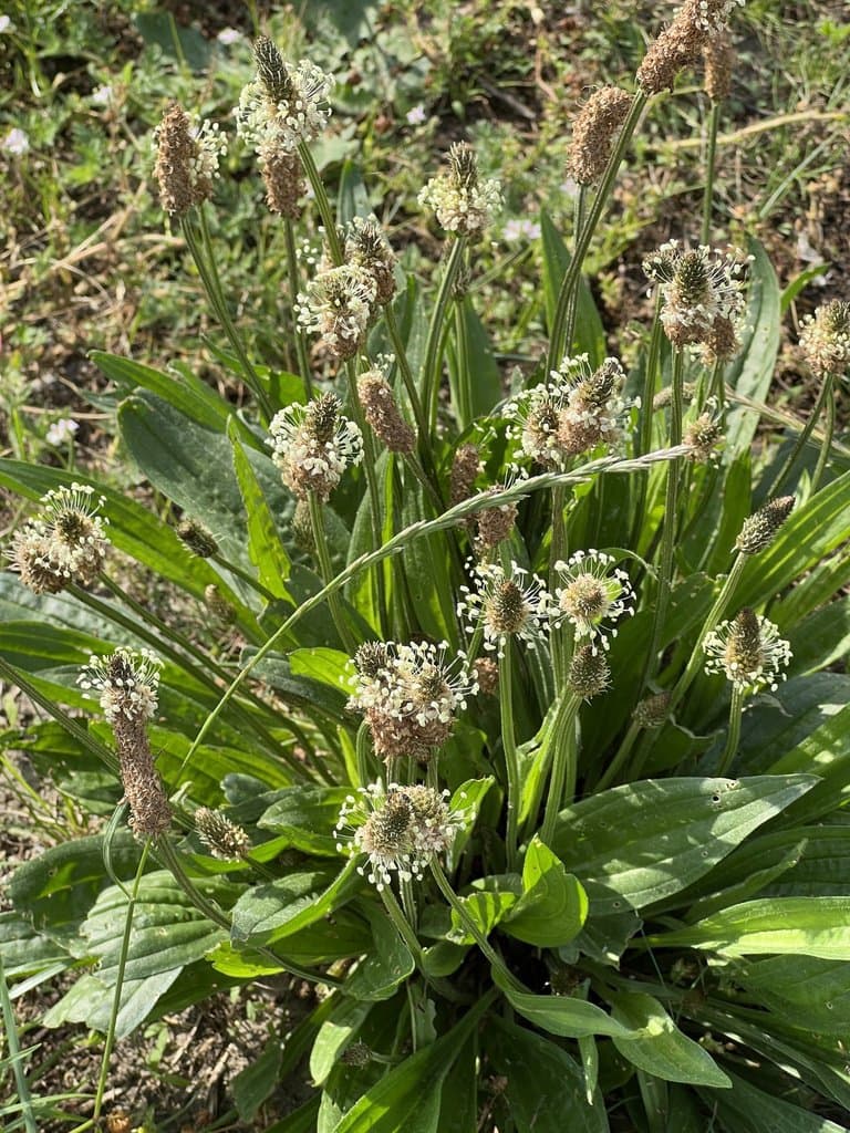 Plantago lanceolata L.