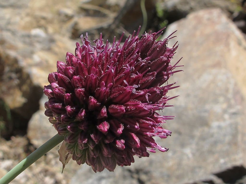 Allium sphaerocephalon var. sphaerocephalon