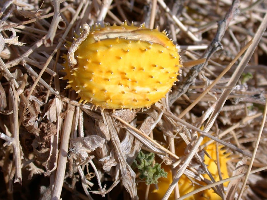 Cucumis prophetarum L.