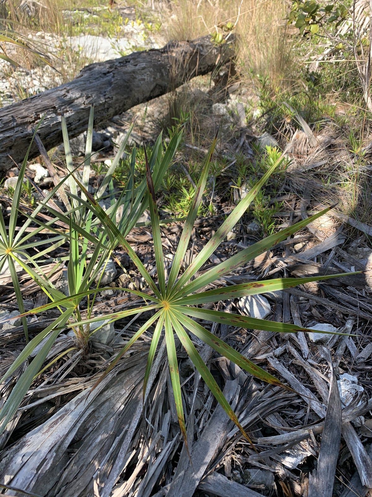 Coccothrinax argentata subsp. argentata