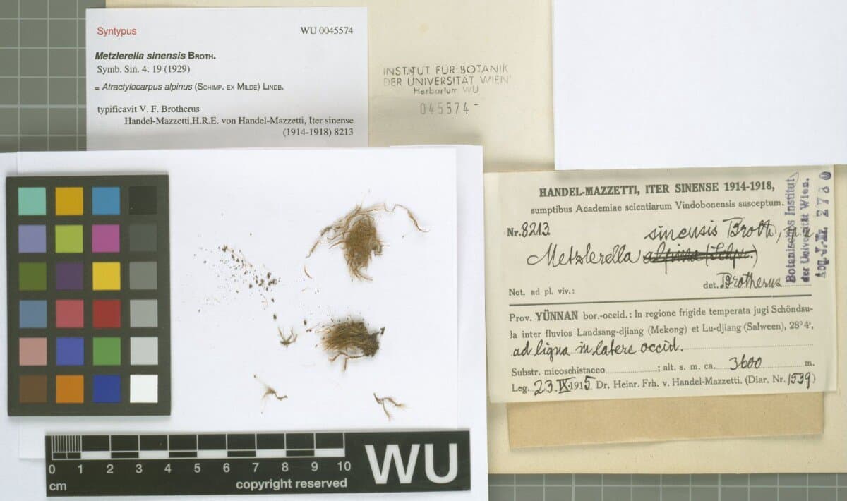 Atractylocarpus alpinus (Schimp. ex Milde) Lindb.
