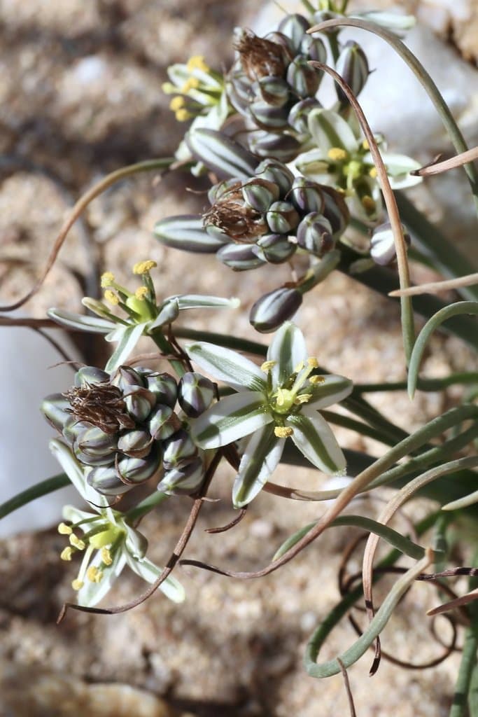 Albuca consanguinea (Kunth) J.C.Manning & Goldblatt