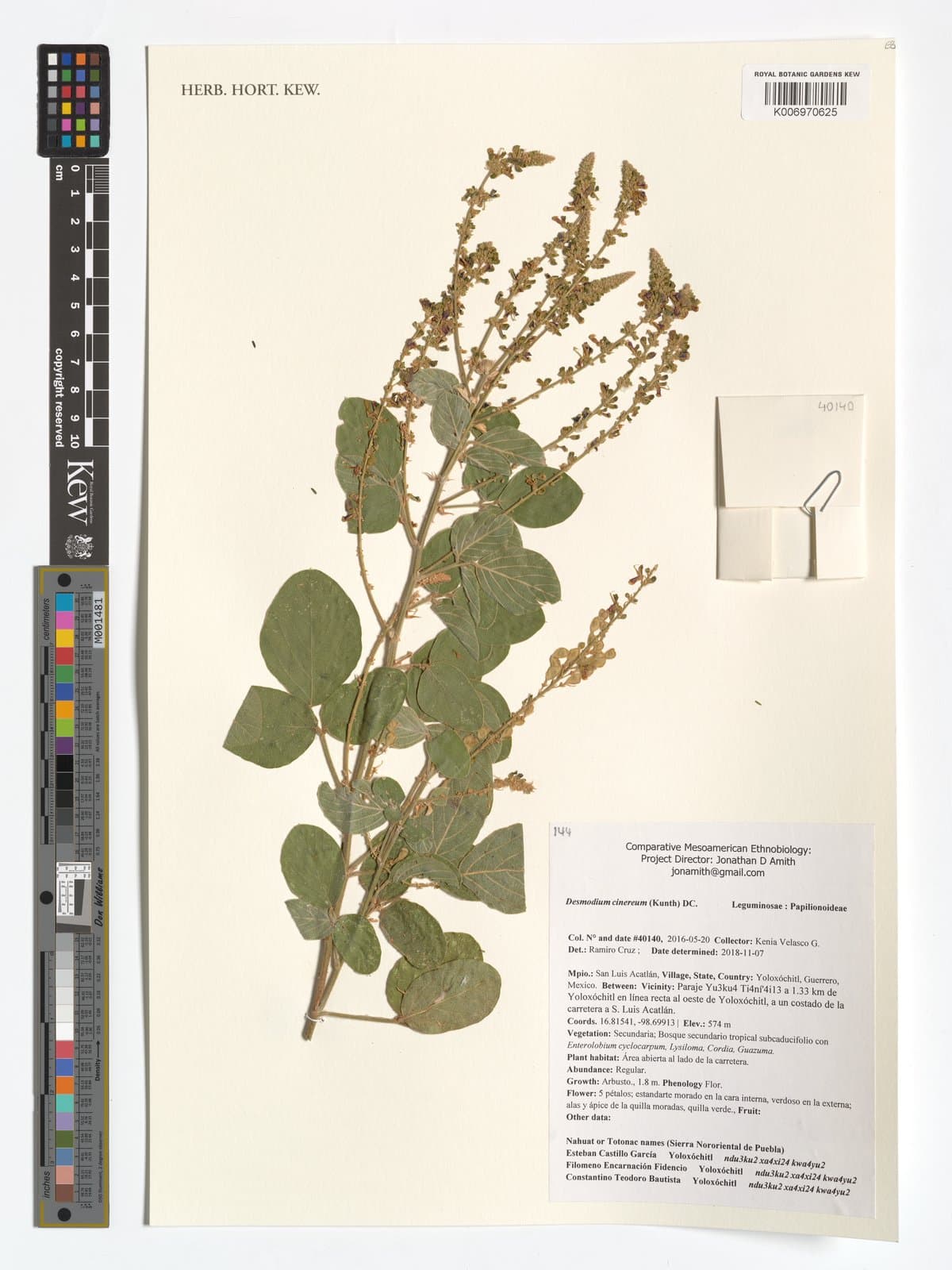 Desmodium cinereum (Kunth) DC.