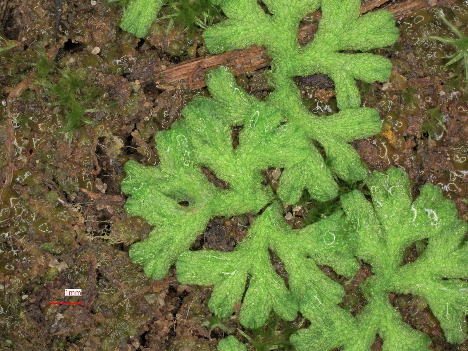 Riccia rhenana Lorb. ex Müll.Frib.