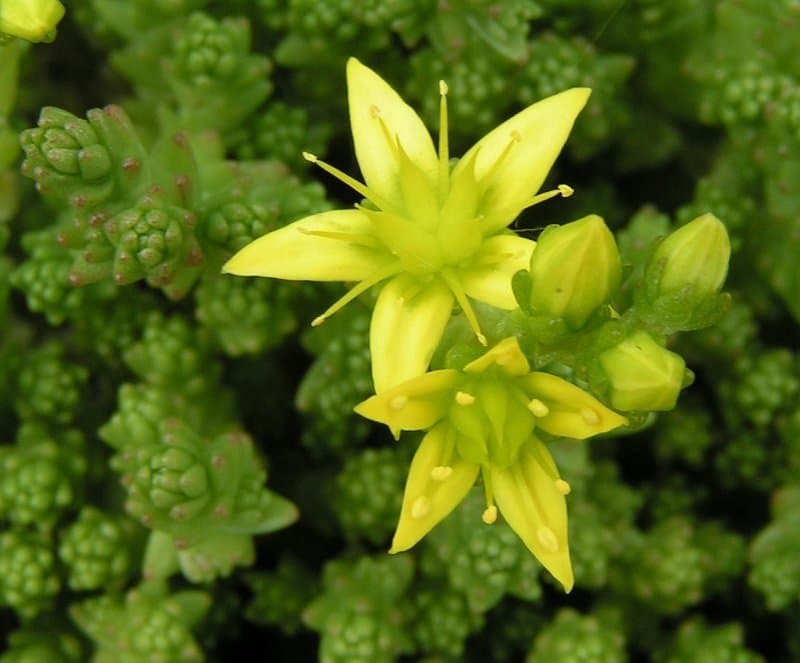 Sedum acre L.