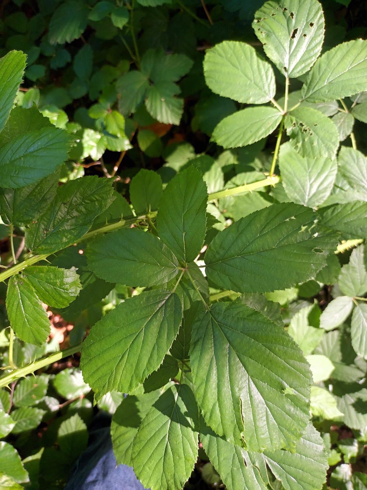Rubus gelertii Frid.