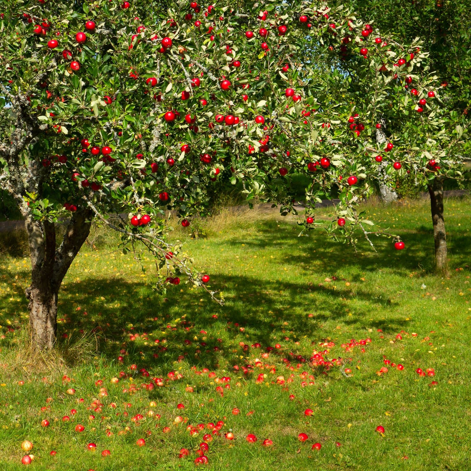 Malus domestica (Suckow) Borkh.