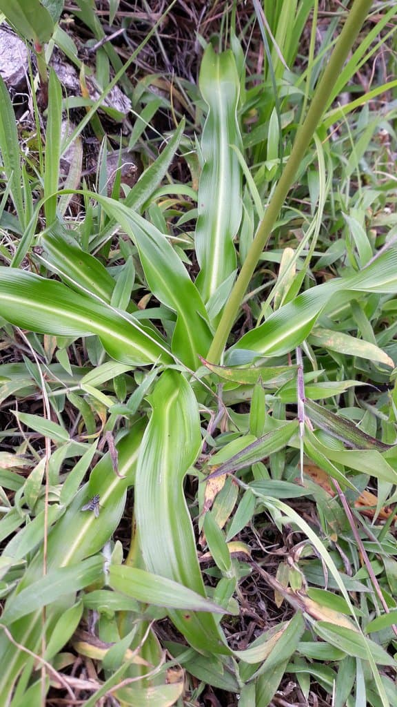 Trihesperus latifolius (Kunth) Herb.