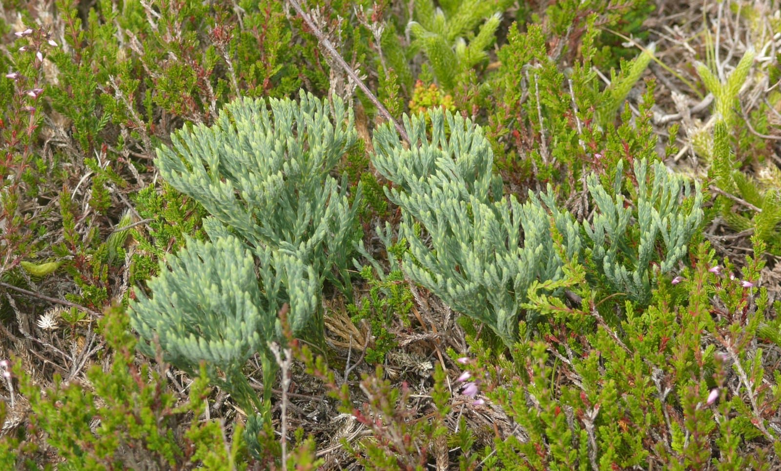 Diphasiastrum tristachyum (Pursh) Holub
